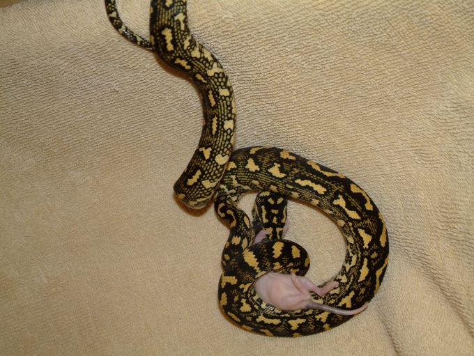 Hare Jungle Constricting Rat