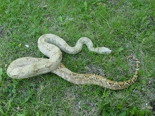 2003 Hog Island Boa---Outside Lawn Shot