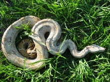 Hog Island---Medium Close Up Outdoors