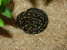 2005 Male Andrew Hare Jungle Carpet Python-October