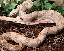 Watercolor of Hog Island Boa