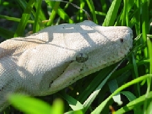 Hog Island Boa--Close Up Outside Shot