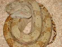 Hog Island In Tank, Medium Close Up