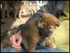 Kenji_1_6weeks