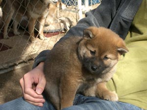 Kenji_1_6weeks