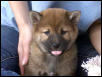 Kenji_2_6weeks