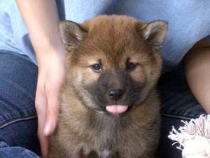 Kenji_2_6weeks