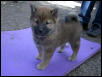 Kenji_4_6weeks