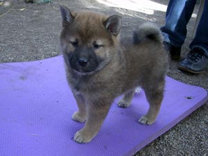 Kenji_4_6weeks
