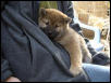 Kenji_5_6weeks