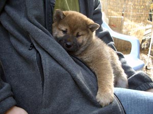 Kenji_5_6weeks