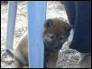 Kenji_3_6weeks
