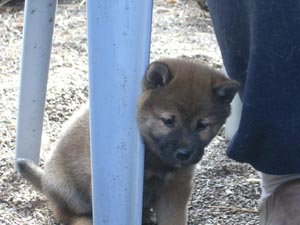 Kenji_3_6weeks
