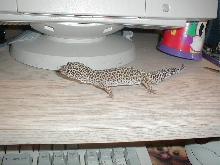 10 year old Leopard Gecko
