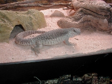 My desert Iguana Holly
