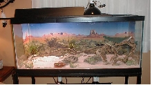 My Desert Iguana Holly's Cage