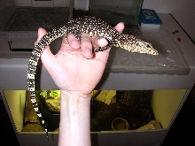 Dino 3 weeks on