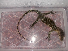 baby water dino