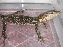 baby water dino