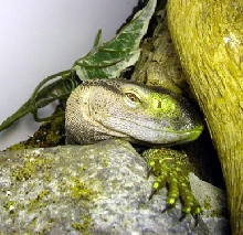 my CB blackthroat