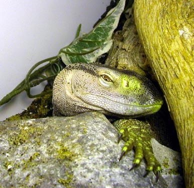 my CB blackthroat