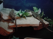 My savannah monitors!