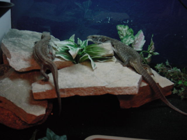 My savannah monitors!
