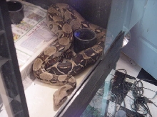 My pregnant Red-tail boa