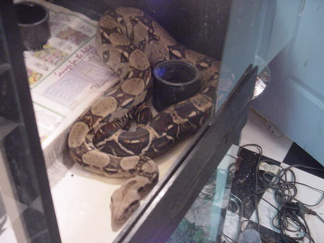 My pregnant Red-tail boa