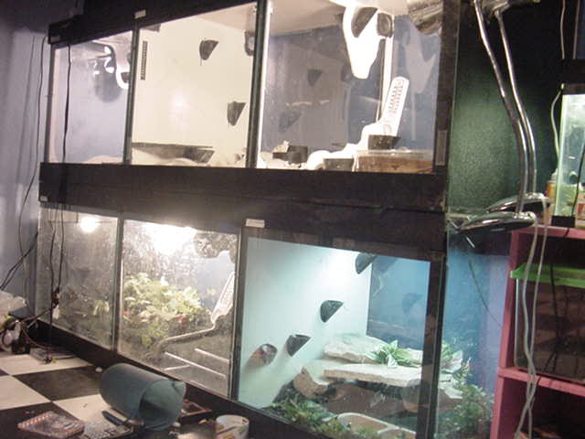 Just some of my terreriums