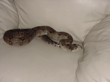 Soon to be a dad and hes already just laying on the couch!!!!!!