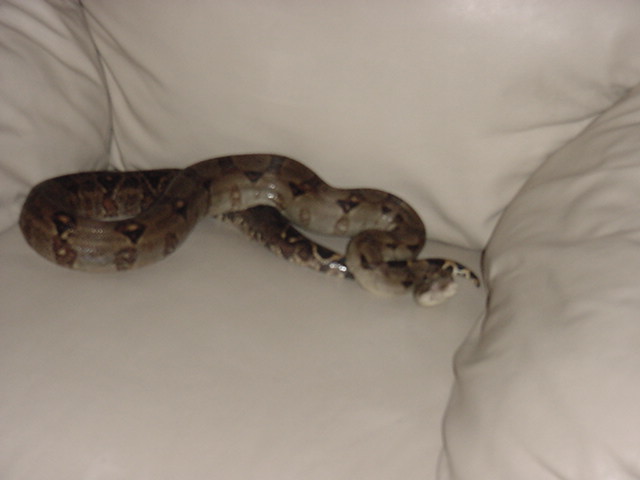 Soon to be a dad and hes already just laying on the couch!!!!!!