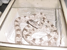 Grey TExas Rat Snake