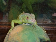 Just a baby Iggy!