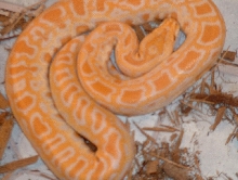 My beautiful baby girl albino burmese python!