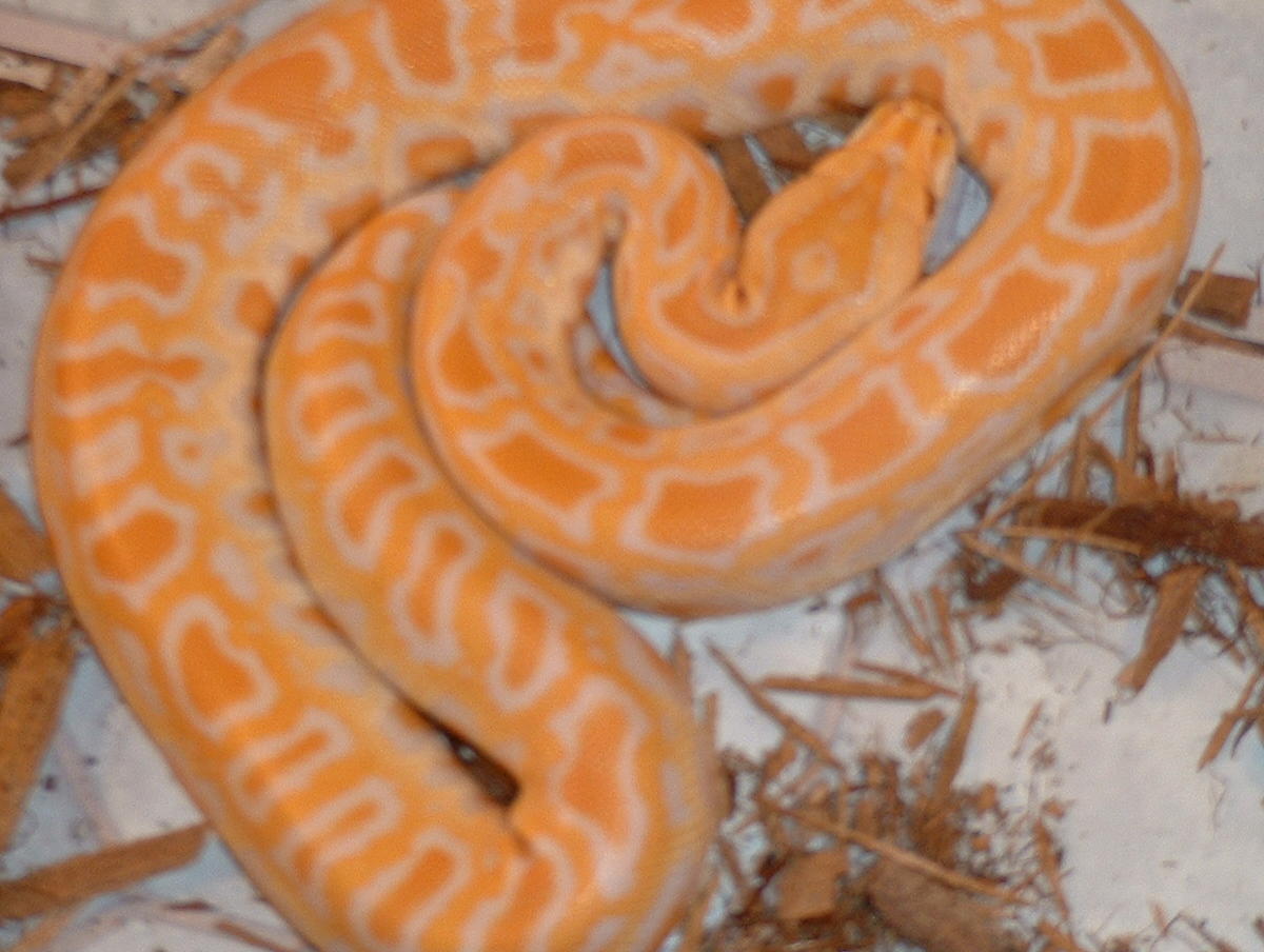 My beautiful baby girl albino burmese python!