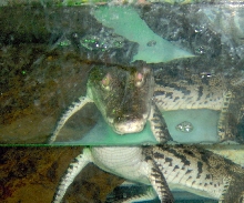 morelet croc