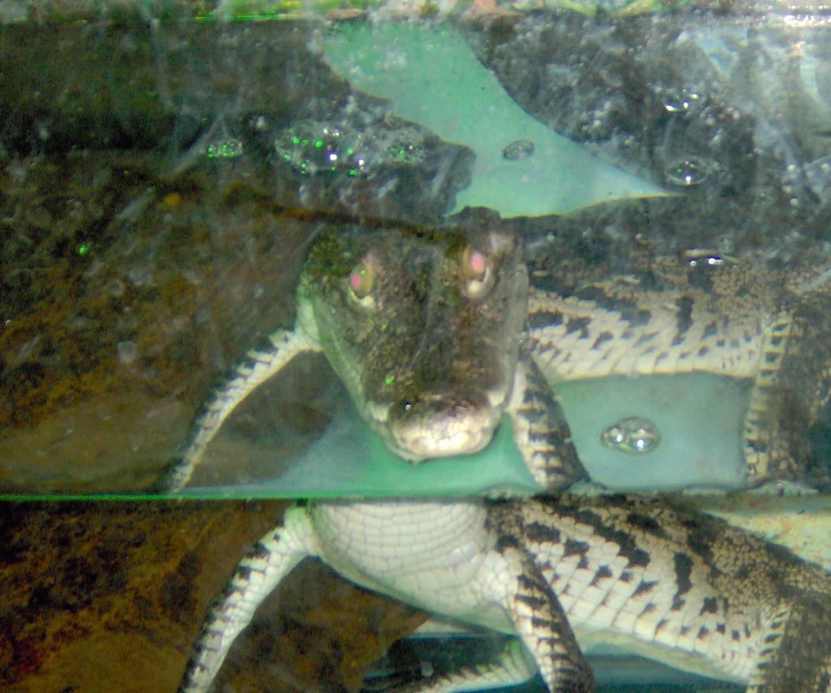 morelet croc
