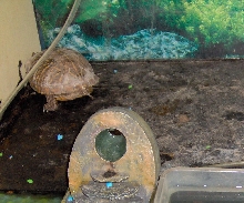 multiple reptile enclosure