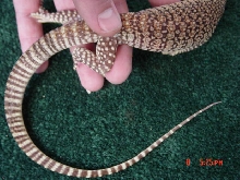 sand monitor