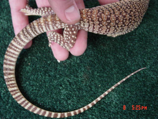 sand monitor