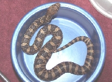 '07 Pituophis ruthveni