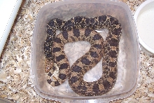 '06 louisiana pinesnake