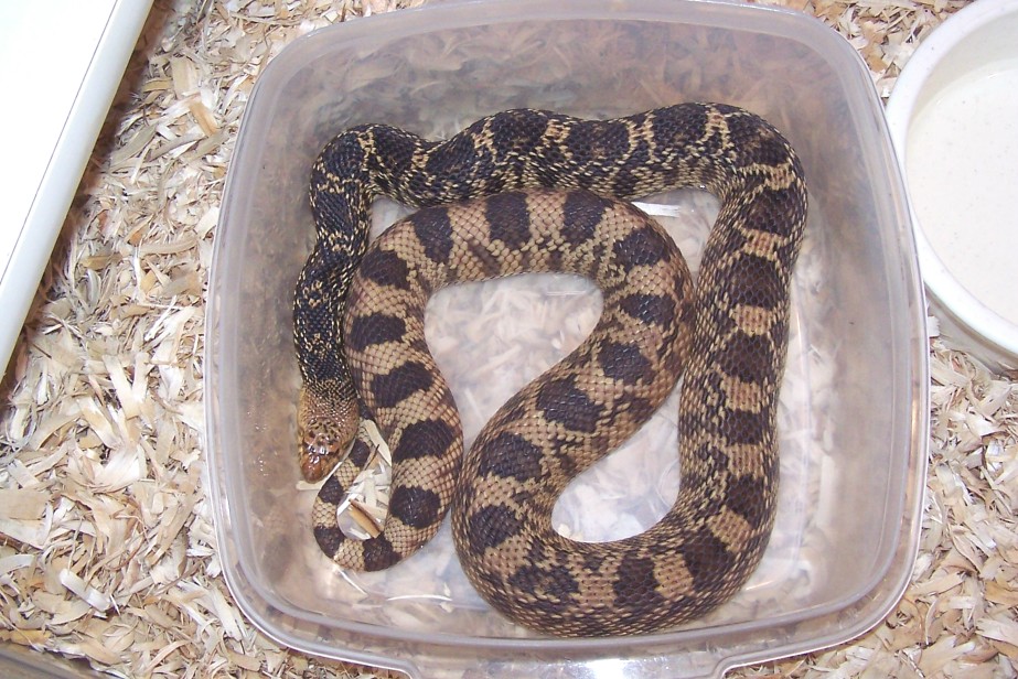 '06 louisiana pinesnake