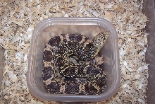'06 louisiana pinesnake