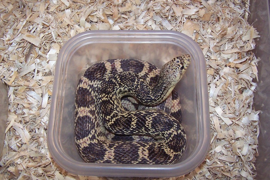 '06 louisiana pinesnake