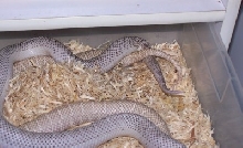 AXWS male x snow female