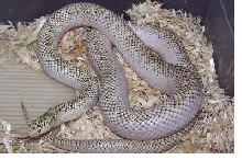 white side male brooksi