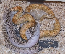 XO lavalb male x WS female