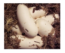 P ruthveni eggs 2004
